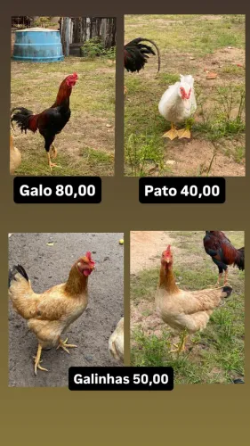 Galinhas