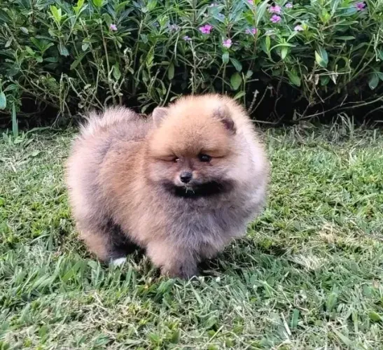 Spitz alemão O tipo de pet que se torna parte da família rapidamente