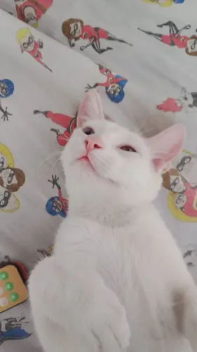 Doa-se gata