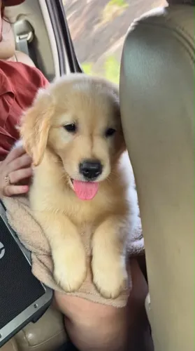 Filhotes de Golden Retriever