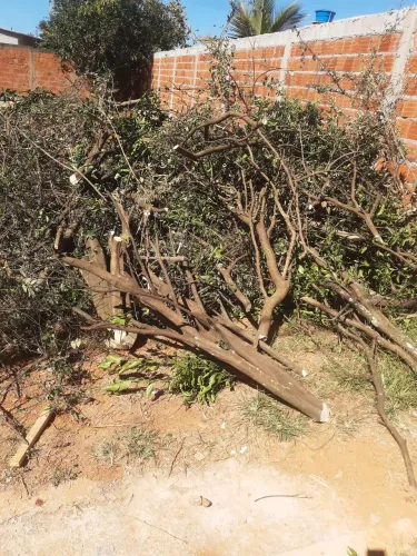 Poda de árvore em geral *