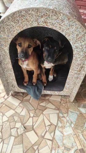 Doação de dois filhotes 