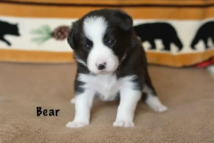 Filhotes de Border Collie | Filhotes muito especiais!
