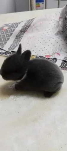 Animais 