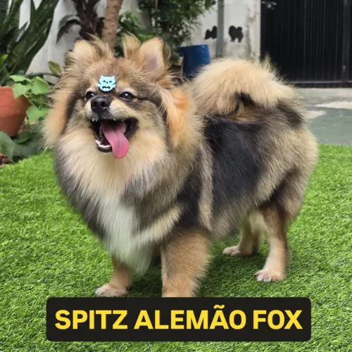 Spitz Alemão Fox Face disponíveis, trabalhamos com várias raças de  pequeno, médio e grand