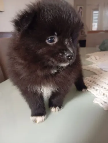  MACHINHO Spitz alemão Pretinho.