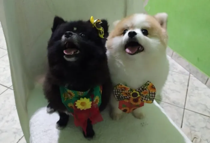 Lulu da Pomerânia (anão)