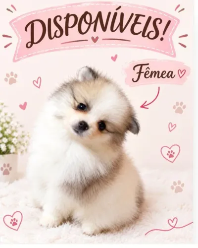Lulu da Pomerânia Spitz Alemão filhote