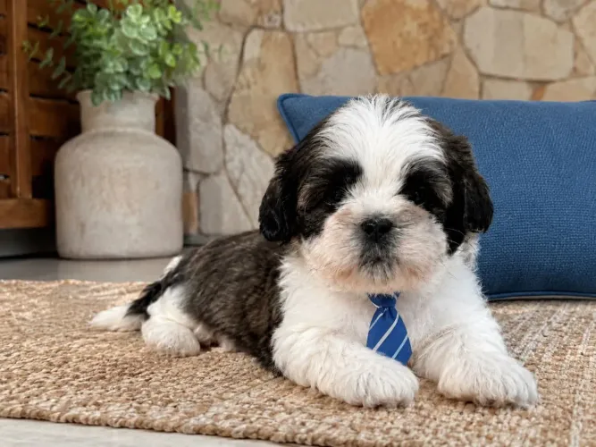 Shih tzu macho filhote lindo 
