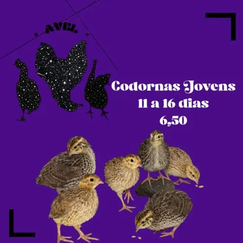 Codornas Japonicas