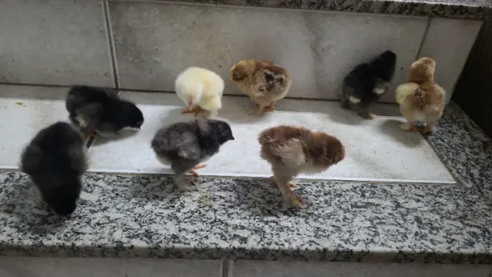 Pintinho brahma 5 por 100