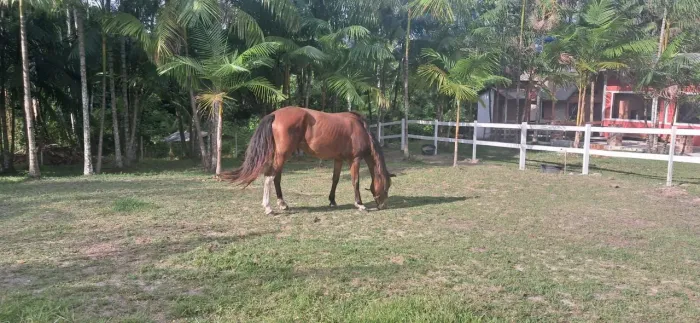 Egua meio Quarto de milha 3 anos
