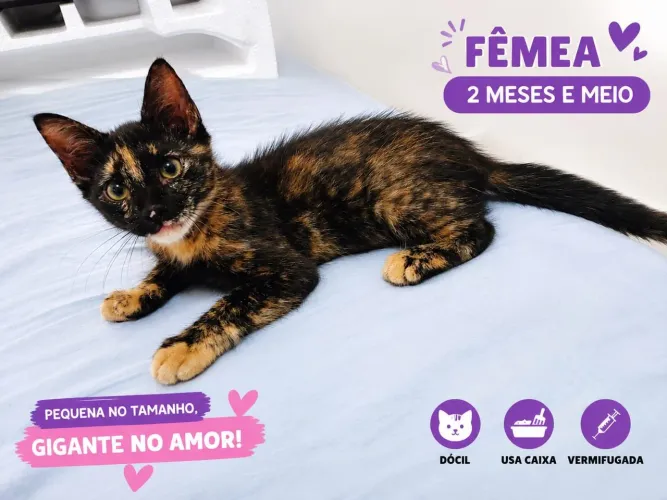 Gatinhas escaminha adoção responsável 