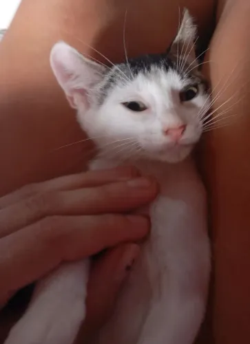 Doação De Gata Filhote