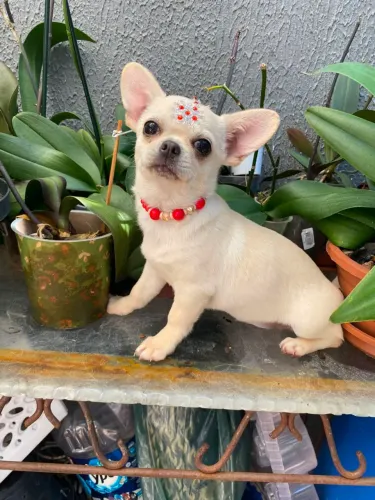 Chihuahua fêmea disponível *
