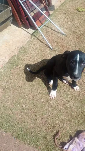 Doação cachorro macho