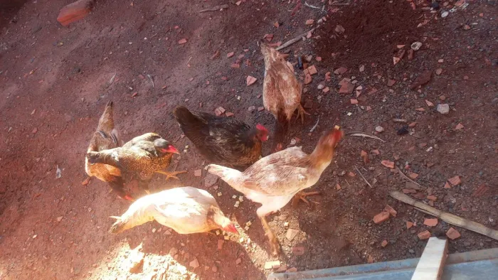 Galinhas caipira