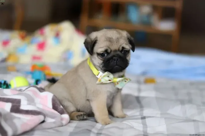 Pug - Disponível Hoje - Aproveite