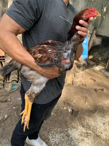 Frangos índio gigante