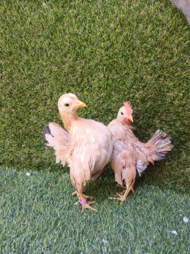 Vende se casal de garnize serama