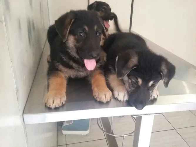 Pastor Alemão Padrão Militar 