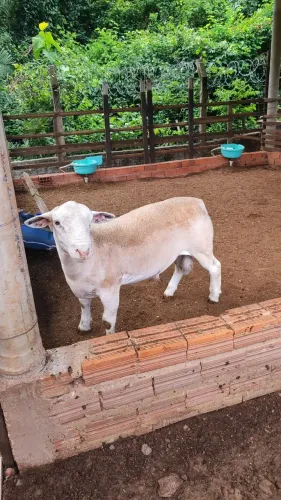 Carneiro White Dorper Registrado 7 meses