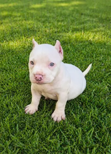 American Bully Exótic 