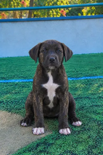 Canecorso com pitbull
