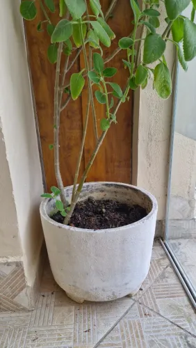 Vaso concreto para plantas
