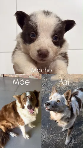 Filhote de border collie 