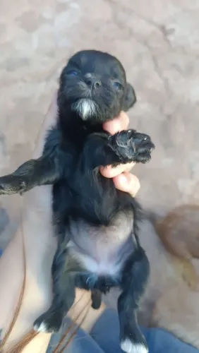 Shitzu com lhasa 