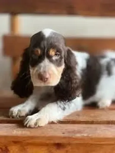Cocker Spaniel O Cocker observou os pássaros com interesse.