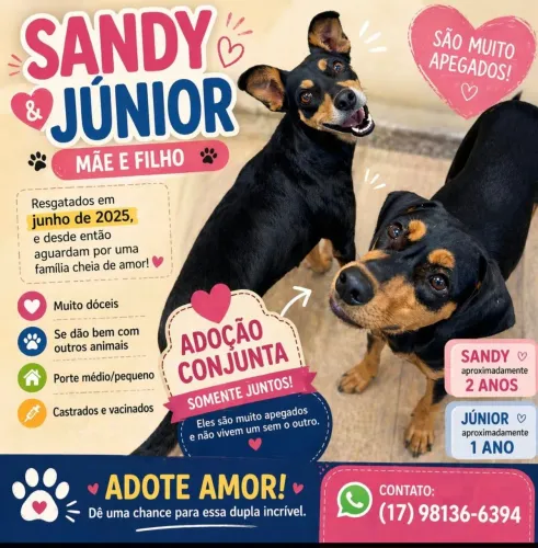 Adoção cachorros 