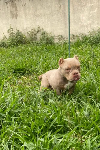 American Bully Micro urgente