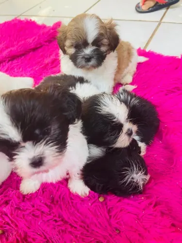 Shih tzu machinho