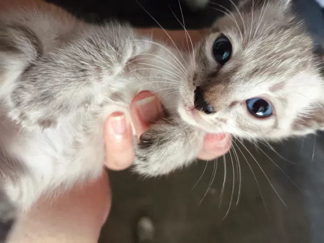 Doação de gatinhos