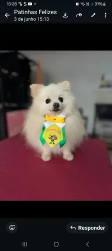 Lulu da pomerania