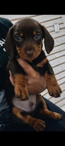 Filhotes de Daschshund