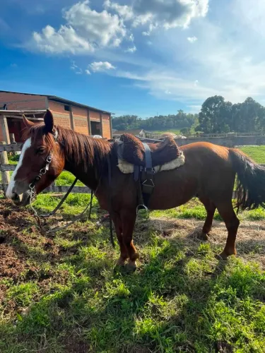 Cavalo