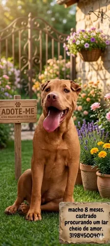 Adoção mistura de Sharpei 