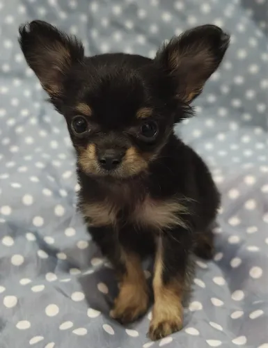 Chihuahua preto Castanho de tamanho Micro com Pedigree