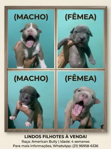 Vende-se filhotes de American bully pocket