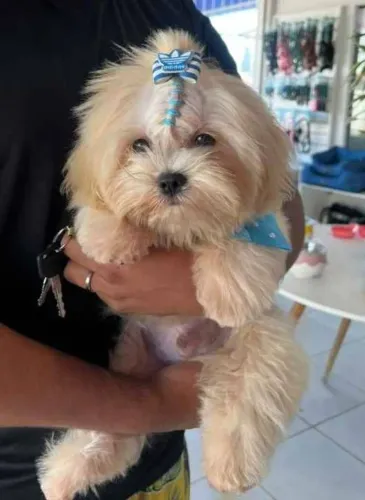Cachorrinho disponível a venda