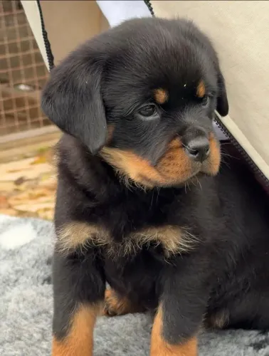 Rottweiler com excelente linhagem, força e temperamento equilibrado.