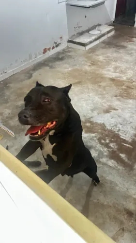 Pitbull casal