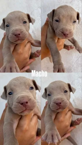 Pitbull