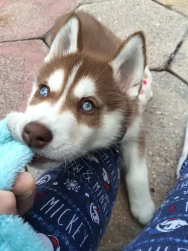 Filhotes De Husky Siberiano - Novas Patinhas, Novas Histórias 