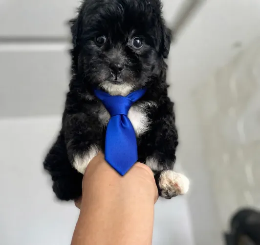 Shihtzu com maltês macho 
