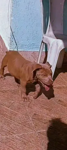 American pitmonster lilac