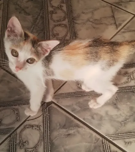 Adoção responsável de gatinha!!